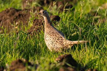 Birds Common pheasant Phasianus colchicus in the wild