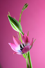 crocus flower on magenta background, minimalistic composition