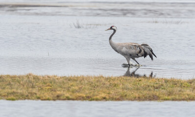 a crane wading in the water in spring © Rafał Bieroza