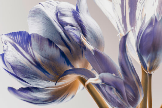 white tulips with blue stripes on the petals. abstract composition on a white background.
