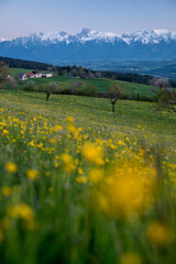 spring meadow in Häutligen with Stockhorn in the distance