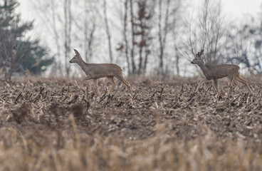 a pair of deer in the stubble
