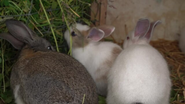 small rabbits eating grass