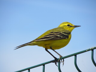 Yellow wagtail