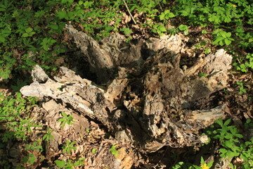 An old rotten tree stump lies in the middle of a green forest glade in spring