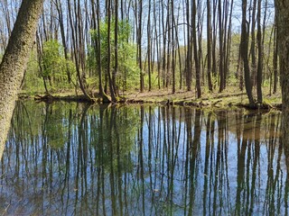 Green pond in the forest, early spring. Swamps