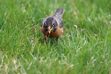 American robin eating a worm