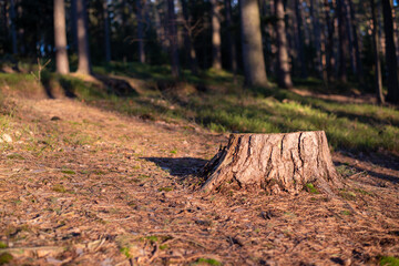 Obraz premium autumn in the forest, tree trunk, forest moss, pine needles, spruce