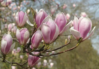 Fototapeten Flowering magnolia tree © fp-pixpics