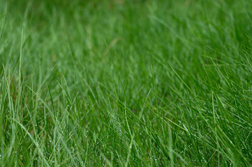 Green background by the fresh grass. Spring, summer season.