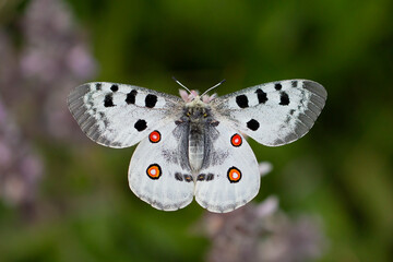 apollo parnassius, a unique butterfly that lives at high altitude turkish name apollo kelebegi