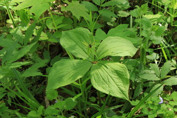 The poisonous plant of the raven eye has faded. The fruit ripens surrounded by four leaves