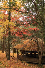 Naklejka na ściany i meble 愛媛県滑床渓谷　滑床自然休養林の紅葉