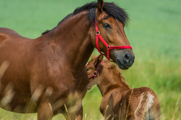 horse family in the meadow