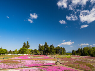 【埼玉】秩父 羊山公園の満開の芝桜と青空