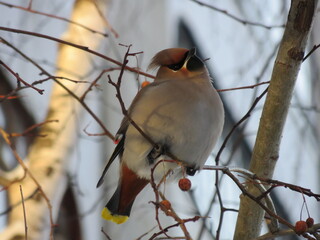 waxwing