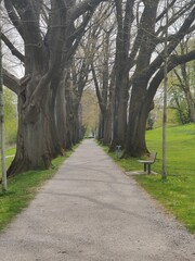 alley in the park