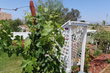 Grape Vine on a Pole Next to a White Trellis in a Home California Vineyard