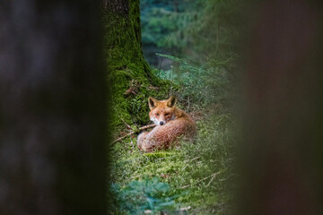 redfox in the Emmental forest in spring