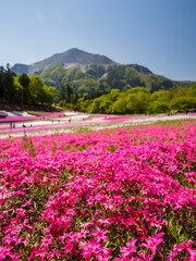 【埼玉】秩父 羊山公園の満開の芝桜と武甲山