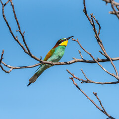 European bee eater Merops apiaster. Sitting on a branch against the sky