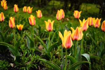 Multicolored red and yellow tulips