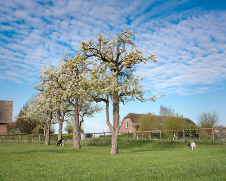 goats near blossoming spring orchard near oudewater in holland