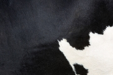 hide of black and white spotted cow in closeup
