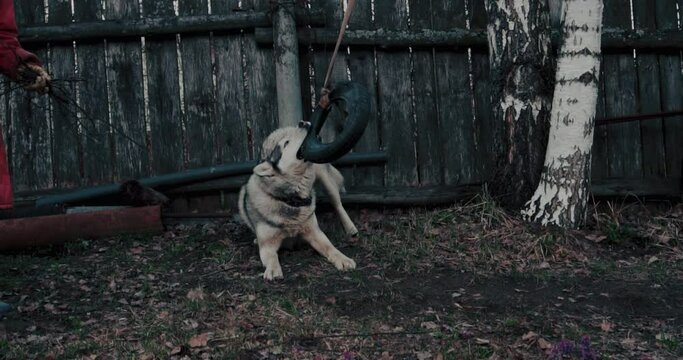 The dog husky is white gray, plays outdoors. Haska, blue eyes, wolf, husky. The concept of action, movement, love and animal care.