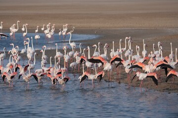 Flock of Lesser Flamingos State bird of Gujarat from Wetlands of Khadir Island, Greater Rann of Kutch, India  