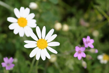 Fototapeta premium Fleurs des champs et paquerette