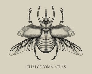 Chalcosoma atlas beetle anatomy biology book insect