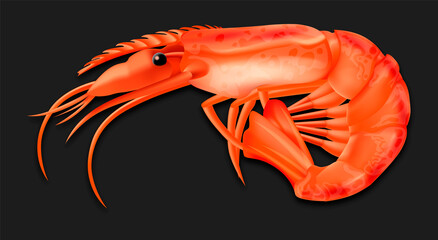 Realistic Detailed 3d Cooked Crustacean Shrimp. Vector