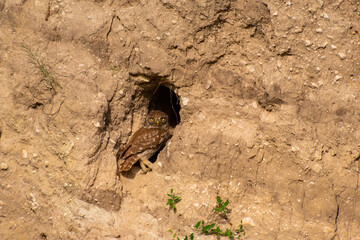Adult Little owl in natural habitat, sits in a burrow. Athene noctua