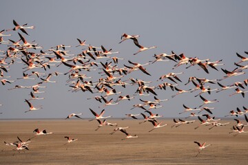 Flock of Lesser Flamingos State bird of Gujarat from Wetlands of Khadir Island, Greater Rann of Kutch, India  