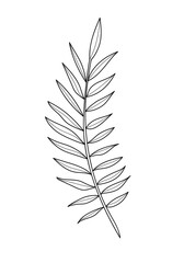 Plant Line art. Minimalist black Vector illustration of branch for Icon or logo. Hand painting drawing of palm leaf on white background