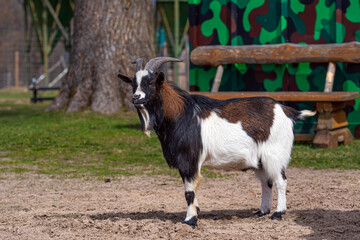 brown, white and black spotted goat in the yard of a farm