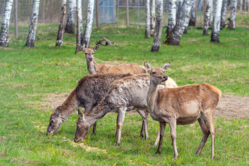 Naklejka na ściany i meble Capreolus capreolus, Roe Deers walking on the meadow at the edge of the forest