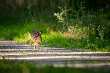 A European hare on a small road in the forest