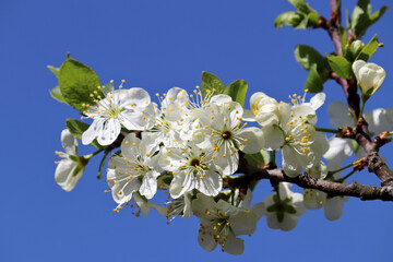 Cherry blossom in spring garden on clear blue sky background. White flowers with leaves on a branch