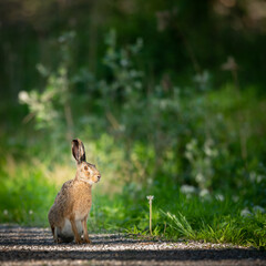 A European hare on a small road in the forest