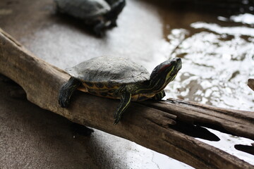Tortuga descansando