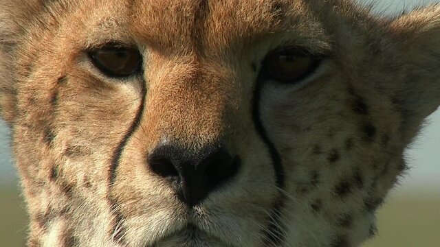 Cheeta Bilder Durchsuchen 879 Archivfotos, und Videos