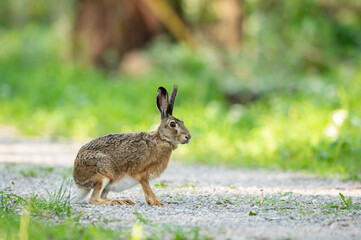 Obraz na płótnie Canvas A European hare on a small road in the forest
