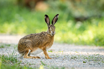 A European hare on a small road in the forest