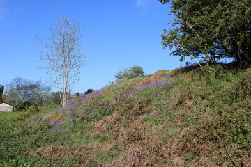 Scenic view of a hill covered in tall grass and blue bells with bright blue sky