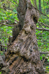 Dead tree in Central Park