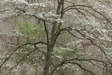 Close-up of a flowering dogwood in spring, Fort Custer State Park, Michigan, USA