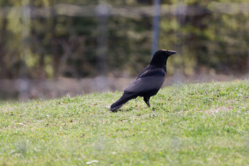 Obraz premium black raven behind a fence stands on a green meadow during the day, without people
