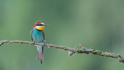 Obraz premium The colorful Bee eater perched on branch (Merops apiaster)